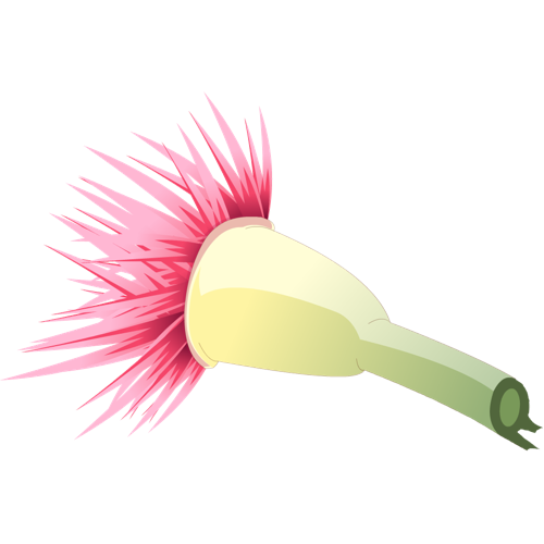 Kaliptus Flower
