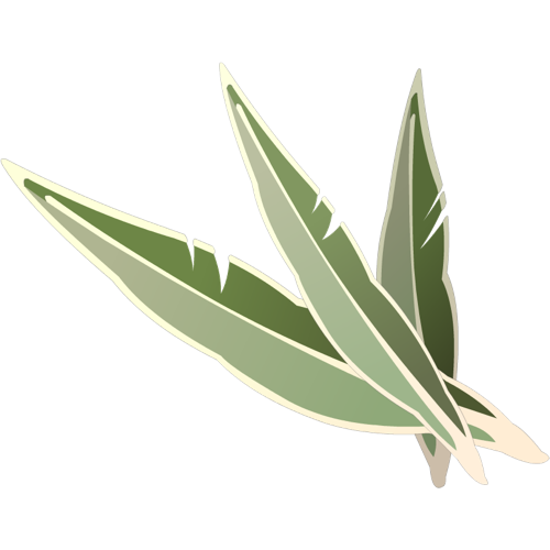 Kaliptus Leaf